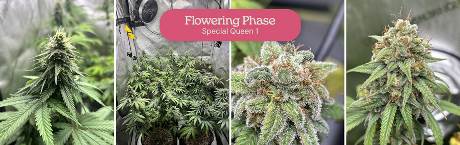 A collage showing the flowering stage of Special Queen 1 cannabis plants, including close-up shots of buds and plants in various stages of development.