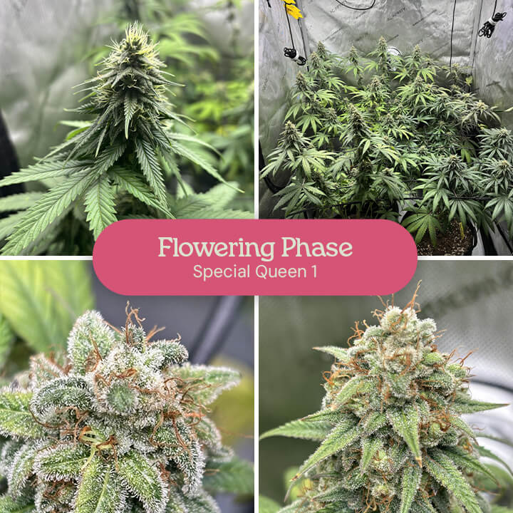 A collage showing the flowering stage of Special Queen 1 cannabis plants, including close-up shots of buds and plants in various stages of development.