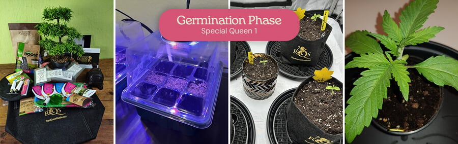 A collage showing the germination process of Special Queen 1 cannabis seeds, including seeds in a germination tray, seedlings in pots, and a mature seedling.