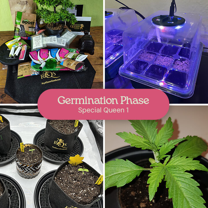 A collage showing the germination process of Special Queen 1 cannabis seeds, including seeds in a germination tray, seedlings in pots, and a mature seedling.