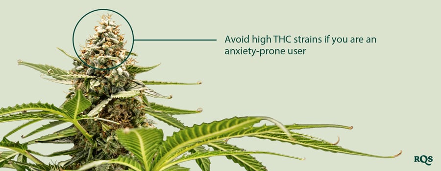 A close-up of a cannabis plant with a bud highlighted. The text "Avoid high THC strains if you are an anxiety-prone user" is next to the bud.