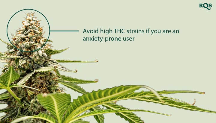 A close-up of a cannabis plant with a bud highlighted. The text "Avoid high THC strains if you are an anxiety-prone user" is next to the bud.