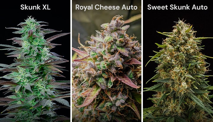 A collage of three cannabis strains: Skunk XL with dense buds, Royal Cheese Auto with orange pistils, and Sweet Skunk Auto with green and purple buds.