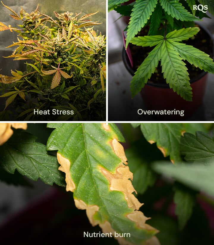 A collage of three cannabis plants showing 