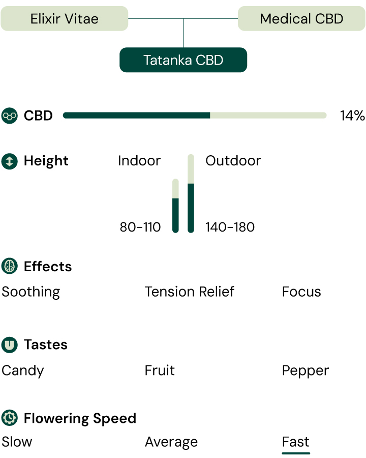 Tatanka CBD Characteristics Diagram: Effects, Tastes, CBD Content, Height, Flowering Speed, and Growing Environment