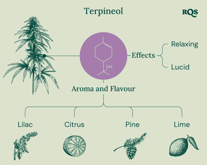 Terpineol Cannabis Terpene