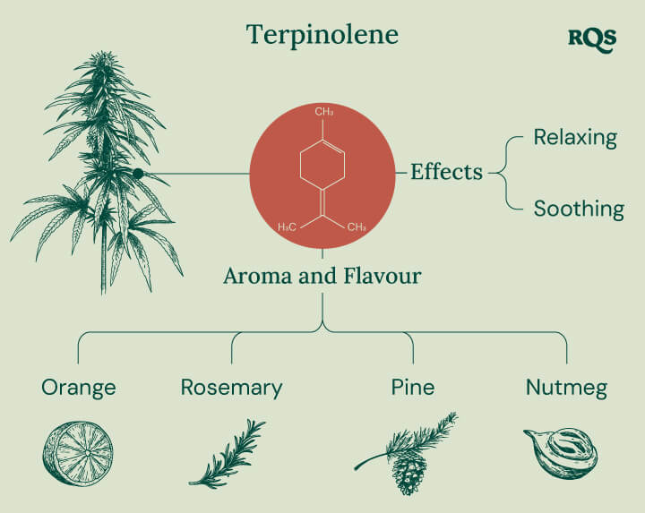 Terpinolene infographic: The chemical structure, aroma, flavor, and effects of terpinolene, a terpene found in cannabis.