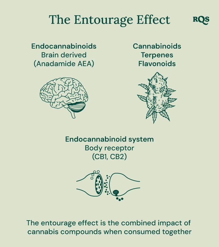 Infographic depicting how different cannabis compounds interact in the body. It illustrates the relationship between endocannabinoids, cannabinoids, terpenes, flavonoids, and the endocannabinoid system's body receptors. The diagram shows a brain, a cannabis bud, and cell receptors to represent how these elements work together.