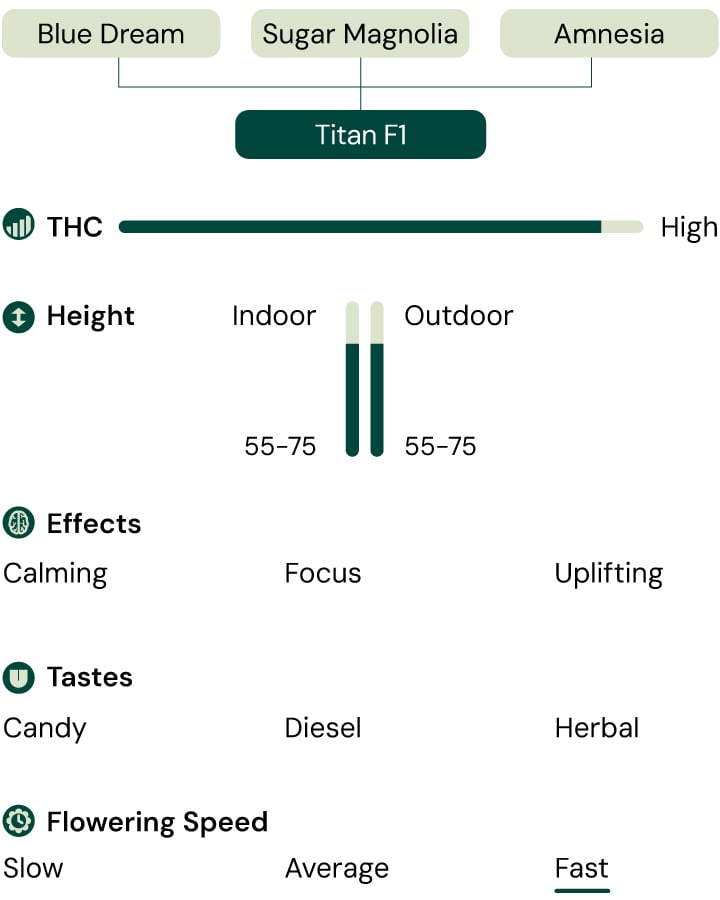 Titan F1 cannabis strain diagram showcasing parent strains, effects, taste profile, THC level, plant height, and fast flowering speed.