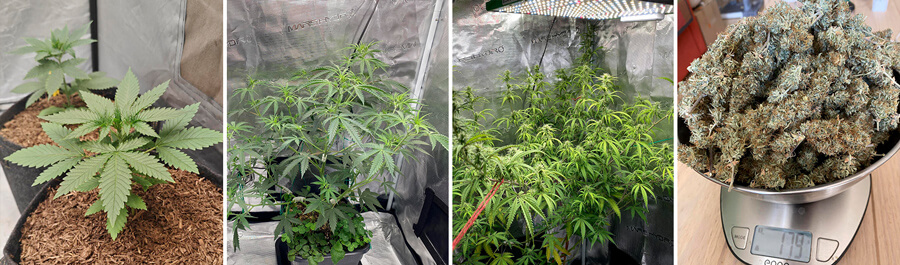 Growth stages of the cannabis strain Trainwreck Auto. The first three images display the plant at different stages of indoor growth. The last image shows the harvested buds placed on a digital scale.