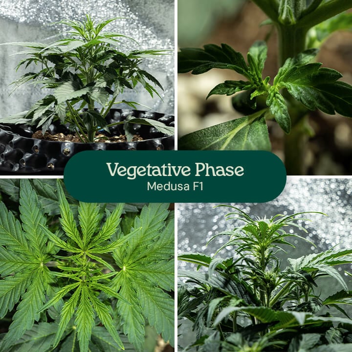 A collage showing four visual representations of the vegetative phase of a Medusa F1 plant.