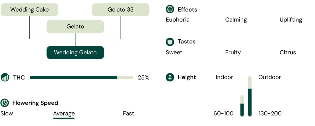 Infographic illustrating the characteristics of Wedding Gelato cannabis strain, highlighting its 60% indica and 25% THC content, along with descriptions of its aroma, flavor profile, and balanced cerebral and physical effects.