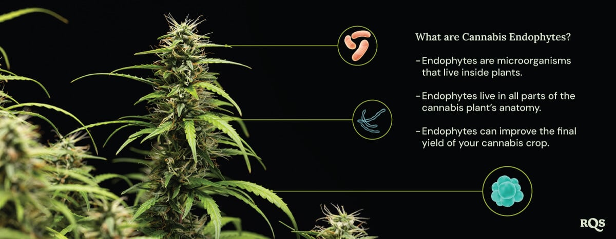 A diagram of a marijuana plant surrounded by three circles showing endophyte benefits: they live inside plants, inhabit all plant parts, and boost cannabis yield. A magnifying glass highlights endophytes inside the plant