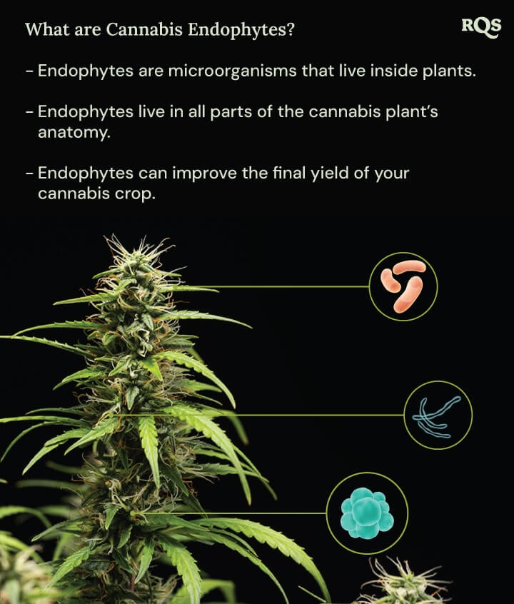 A diagram of a marijuana plant surrounded by three circles showing endophyte benefits: they live inside plants, inhabit all plant parts, and boost cannabis yield. A magnifying glass highlights endophytes inside the plant