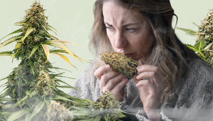 A woman is sniffing a cannabis bud, with two plants full of dense buds around her, on a soft pastel green background. A light vapor rises from the bottom of the image, subtly illustrating the concept of nose blindness in cannabis users, as described in the article about becoming desensitized to familiar smells over time.