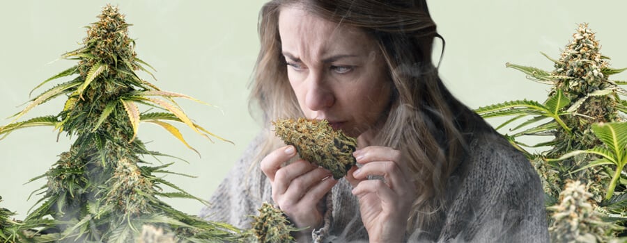 A woman is sniffing a cannabis bud, with two plants full of dense buds around her, on a soft pastel green background. A light vapor rises from the bottom of the image, subtly illustrating the concept of nose blindness in cannabis users, as described in the article about becoming desensitized to familiar smells over time.