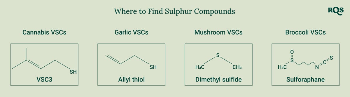 Diagram showing the chemical structures of sulfur compounds found in cannabis, garlic, mushrooms, and broccoli for a better understanding of their unique properties.