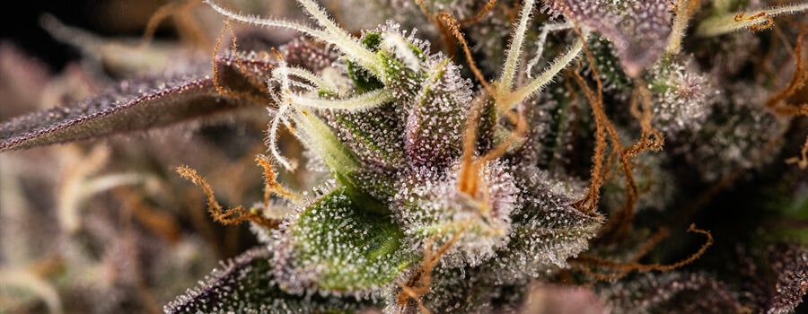 Close-up of a healthy cannabis plant showing early bud development with small flower clusters and vibrant green leaves.