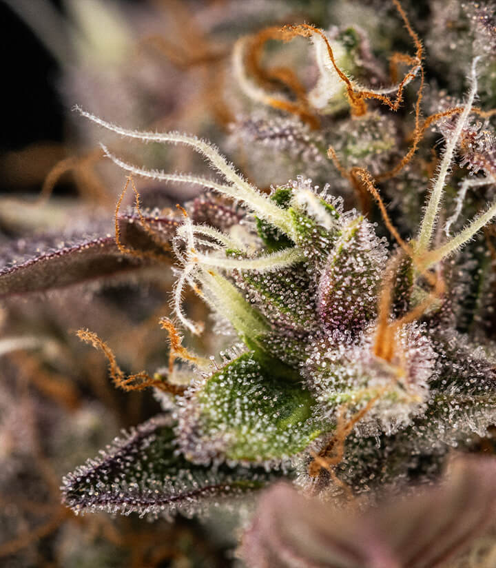 Close-up of a healthy cannabis plant showing early bud development with small flower clusters and vibrant green leaves.