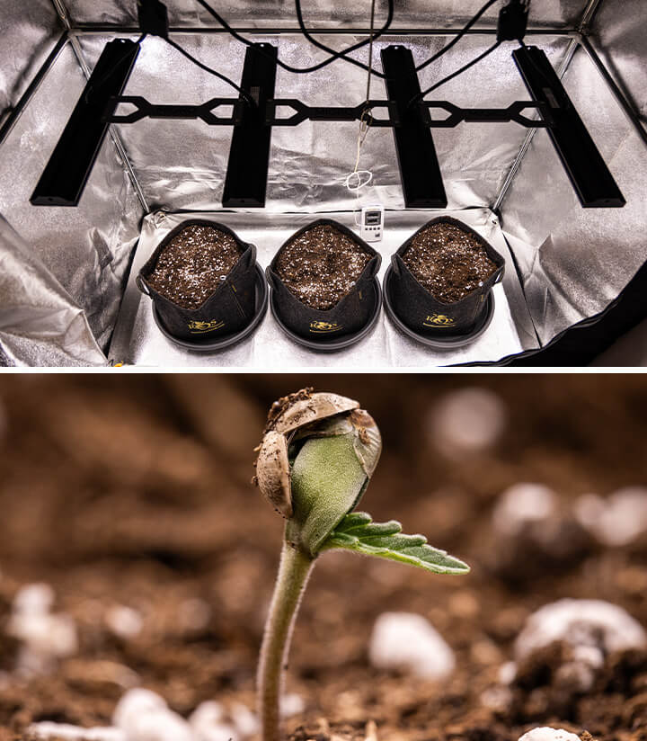 Two images of cannabis plants: the first shows a mature cannabis plant with large buds growing under LED grow lights, while the second features a small cannabis seedling in its early growth stage.