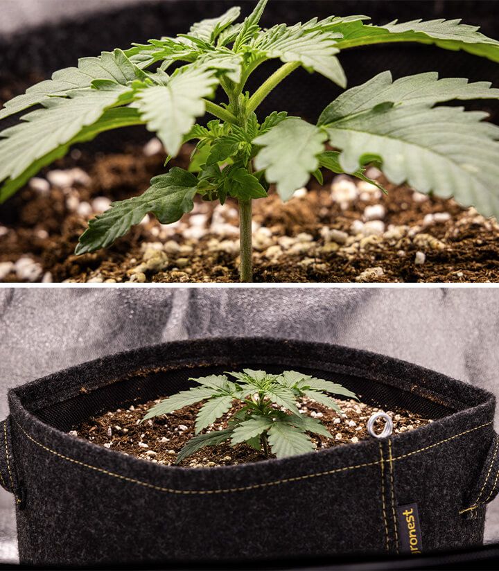 Growing cannabis plant in a pot, larger and bushier than before, with darker green leaves and a fuller appearance, showcasing cannabis growth stages.