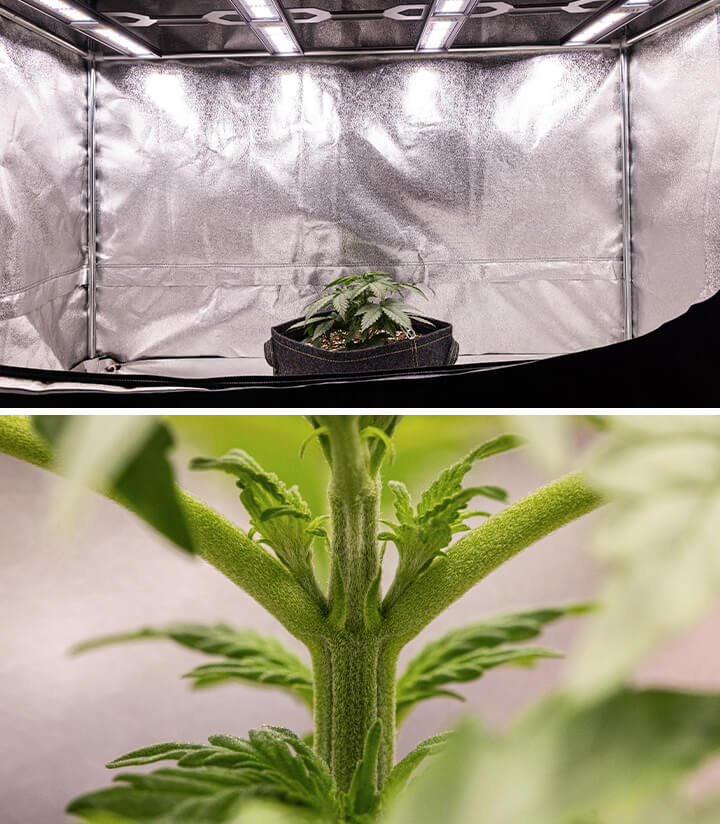 Close-up of a cannabis plant with early bud development, showing small flower clusters and vibrant green leaves, highlighting healthy growth.