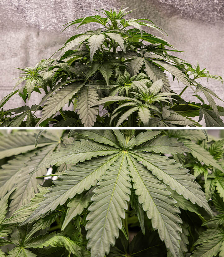 Close-up of a cannabis plant with early bud development, showing small flower clusters and vibrant green leaves, highlighting healthy growth.