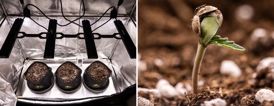 Two images of cannabis plants: the first shows a mature cannabis plant with large buds growing under LED grow lights, while the second features a small cannabis seedling in its early growth stage.