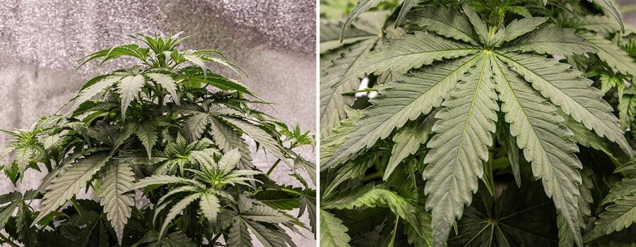 Close-up of a cannabis plant with early bud development, showing small flower clusters and vibrant green leaves, highlighting healthy growth.