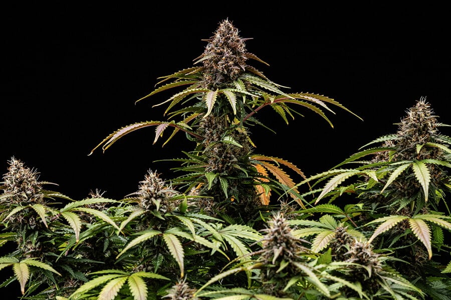 Close-up of a White Widow Auto cannabis plant featuring large green leaves and small purple buds, highlighting its unique appearance during the flowering stage