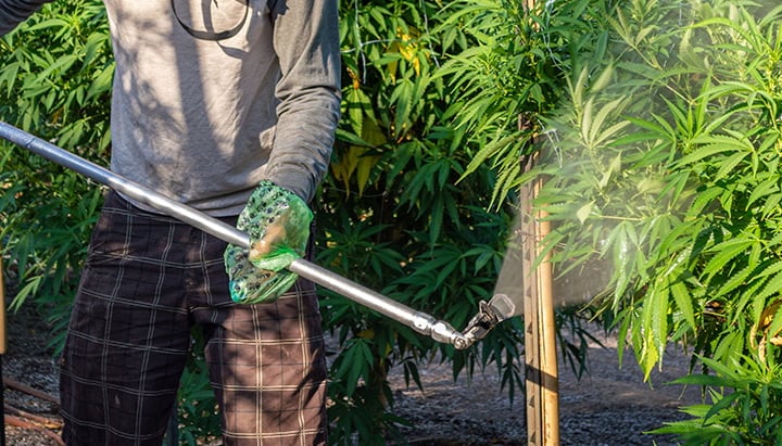 Worker spraying cannabis plants in an outdoor grow operation, applying nutrients or PGRs with protective gear.