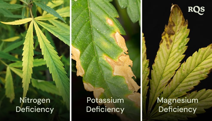 Cannabis leaves affected by nitrogen, potassium, and magnesium deficiencies, with distinct yellowing and browning patterns. Related to cannabis plant yellowing from bottom up and yellow tips on cannabis leaves.