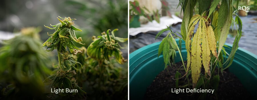 Comparison of cannabis leaves showing damage from light burn and light deficiency, with yellow and brown discoloration. Relates to cannabis leaves turning yellow and pot leaves turning yellow due to light stress.