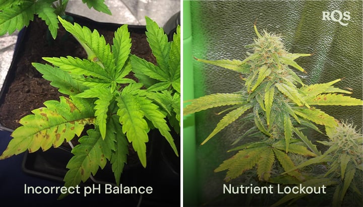 Cannabis plants affected by incorrect pH balance and nutrient lockout, with visible yellowing and browning of leaves. Related to yellow cannabis leaves and nutrient deficiencies.