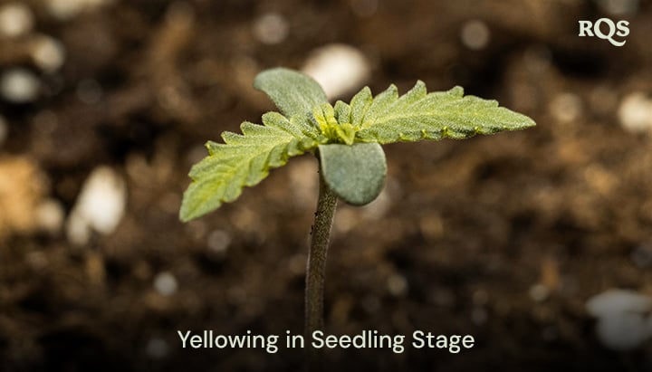 Cannabis seedling with yellowing leaves, indicating early-stage nutrient imbalances or overwatering. Example of cannabis seedling yellowing and fan leaves turning yellow during early growth.