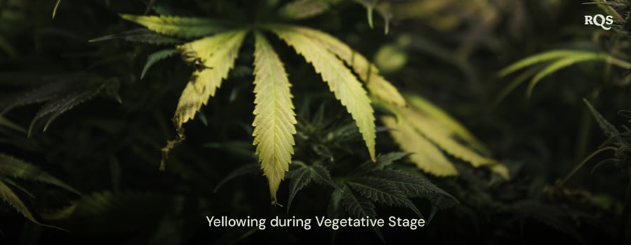 Cannabis leaves turning yellow during the vegetative stage, highlighting symptoms of nutrient deficiencies or watering issues. Relevant to fan leaves turning yellow during veg.