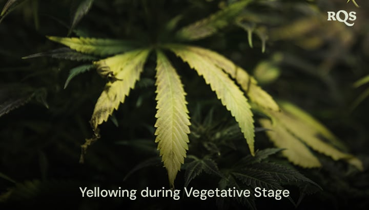 Cannabis leaves turning yellow during the vegetative stage, highlighting symptoms of nutrient deficiencies or watering issues. Relevant to fan leaves turning yellow during veg.