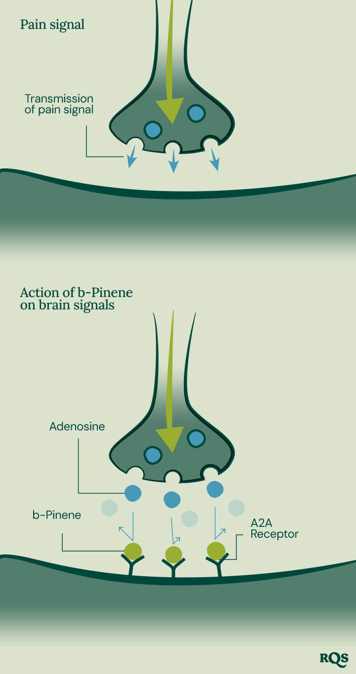 Pinene Pain Transmission