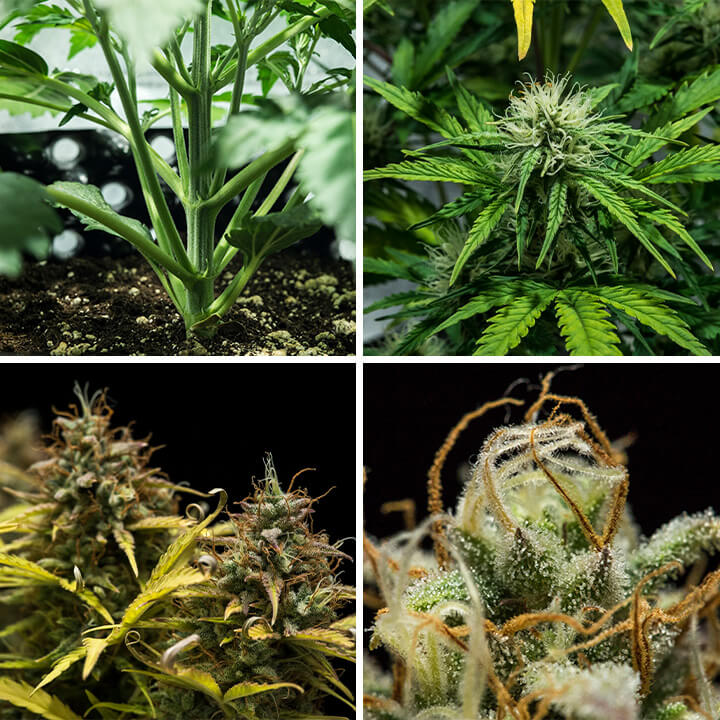 Collage of Blue Cheese Auto cannabis strain by Royal Queen Seeds. This compact autoflower offers savory flavors of pepper, earth, and cheese, growing up to 70 cm with yields of 375 g/m² in 10–11 weeks.