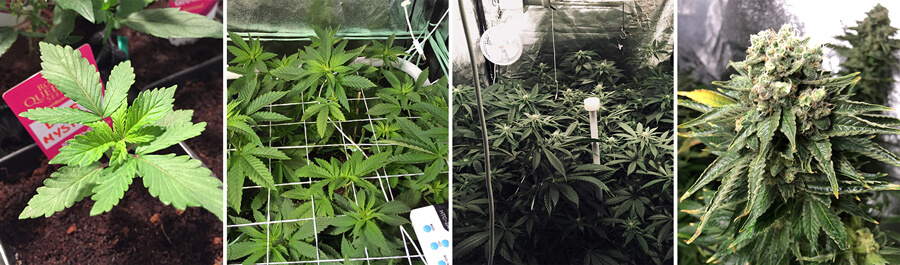 Collage of photos showing the growth of a Blue Mystic cannabis plant in an indoor grow room, from vibrant green leaves to the development of mature buds, highlighting its full journey to harvest-ready