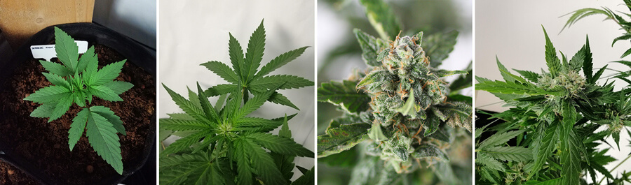 Collage of 4 photos of Bubble Kush Auto cannabis, featuring a young plant, healthy green leaves, and resinous, mature buds.