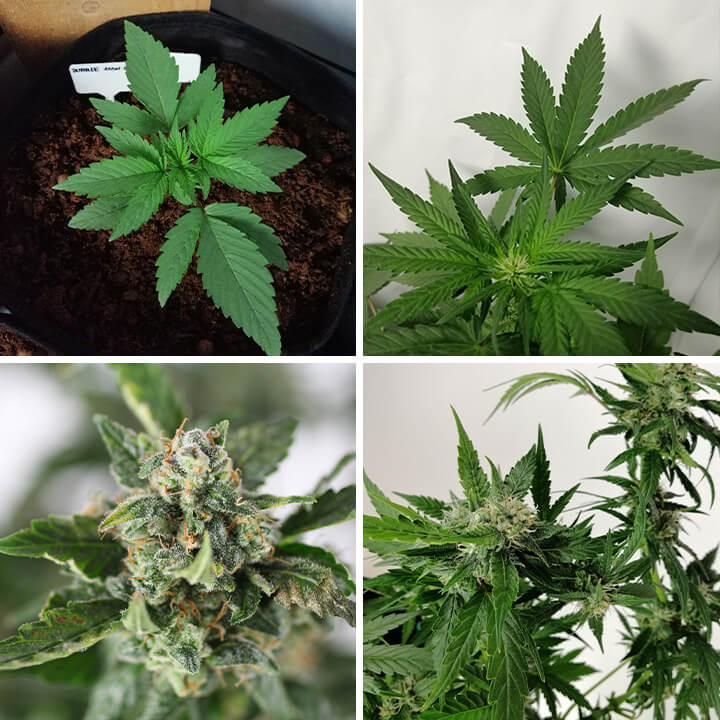 Collage of 4 photos of Bubble Kush Auto cannabis, featuring a young plant, healthy green leaves, and resinous, mature buds.