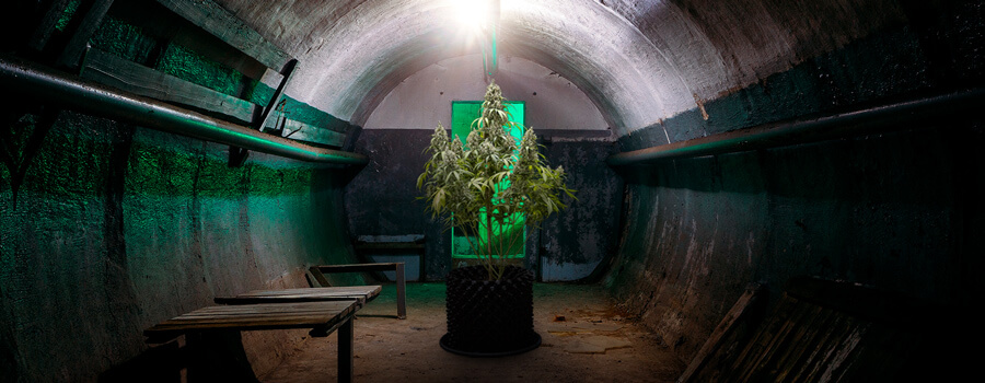 Bunker cannabis growing