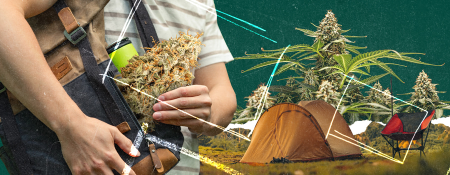 A person holding a cannabis plant branch near a tent and campfire in a scenic field. Camping setup with essentials: tent, campfire, and cannabis plant for a nature-inspired getaway.