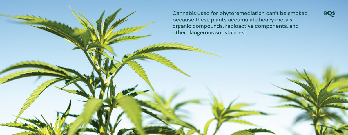 Close-up of cannabis plants used in phytoremediation, highlighting they accumulate harmful substances.