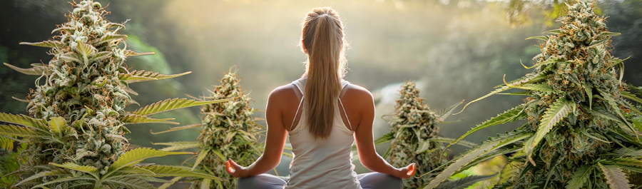 A person sitting in a meditative pose facing away from the camera, surrounded by large cannabis plants.