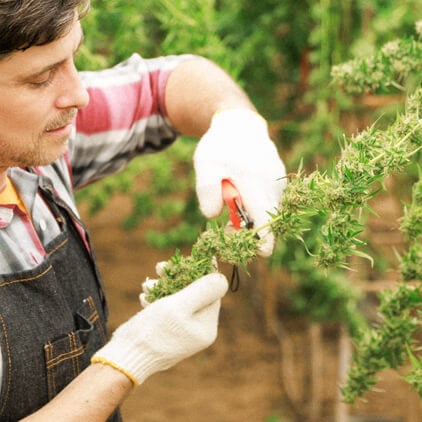 A scientist examines a cannabis plant in a controlled research environment, highlighting the careful analysis of cannabis growth and development.