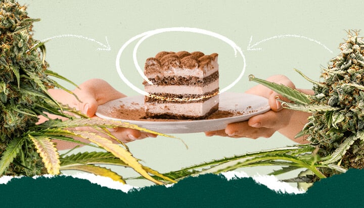 Collage of a person holding a plate of tiramisu and a close-up of a cannabis plant, highlighting a unique pairing concept.