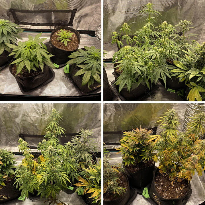 Collage of four images showing Cherry Pie Auto cannabis plants: seedlings, vegetative stage, flowering stage, and mature plants with buds.