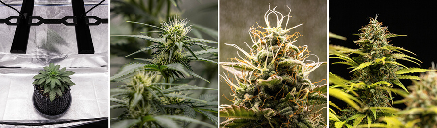 Growth of the Cosmos F1 cannabis strain. The images showcase the plant from its early development through the flowering stage, highlighting its dense buds and intricate trichomes, characteristic of a hybrid CBD variety. 